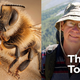 Image for article titled Bee, Man Allergic To Bees Found Dead In Apparent Murder-Suicide